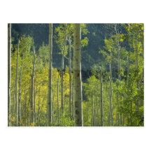 Aspen Grove Post Cards