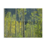 Aspen Grove Post Cards