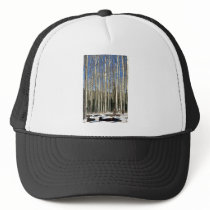 Aspen grove, San Francisco Mountains, CaliforniaA Hat