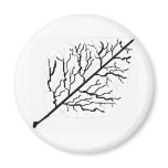 Aspen in White Magnets