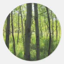 Aspen Poplar Grove Sticker