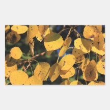 Aspen Poplar Leaves in Autumn Rectangular Sticker