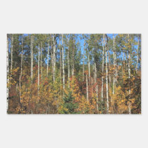 Aspen Poplars in Autumn Rectangle Stickers
