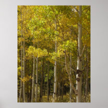 Aspen Posters