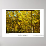 Aspen Stand, Cripple Creek, Colorado Poster