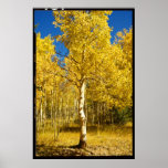 Aspen Tree, Cripple Creek, Colorado Poster