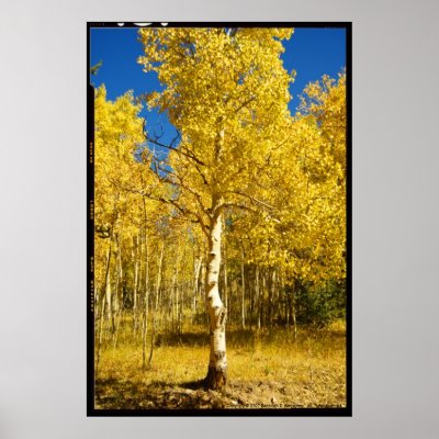 Aspen Tree, Cripple Creek, Colorado Poster by randyami