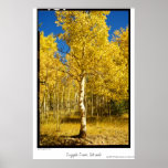 Aspen Tree, Cripple Creek, Colorado Poster