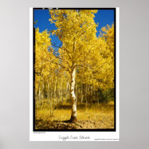 Aspen Tree, Cripple Creek, Colorado Poster
