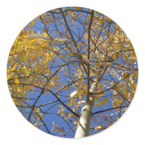 Aspen tree looking up through yellow leaves. round stickers