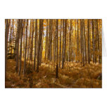 aspen trees_23 greeting cards