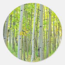aspen_trees_autumn_time.jpg sticker