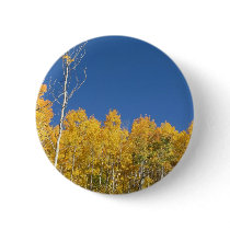 Aspen Trees, Colorado