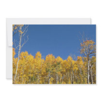 Aspen Trees, Colorado