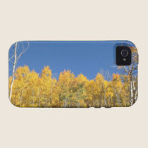 Aspen Trees, Colorado casemate cases