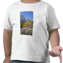 Aspen trees with the Teton mountain range 3 Tshirts