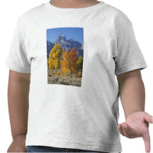 Aspen trees with the Teton mountain range 6 T-shirts