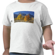 Aspen trees with the Teton mountain range T Shirts