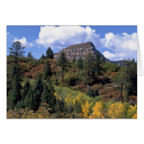 Aspens, Colorado Rockies Card