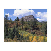 Aspens, Colorado Rockies Postcard