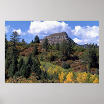 Aspens, Colorado Rockies Poster