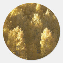Aspens in Fall Stickers