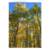 Aspens in the Fall Greeting Card