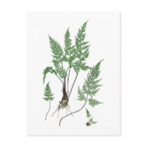 Asplenium adiantum nigrum post cards