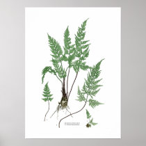 Asplenium adiantum nigrum print