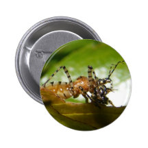 Assassin bug ~ button