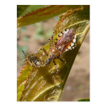 Assassin bug  ~ postcard