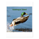 Assateague Island Mallard Duck Logo Post Cards