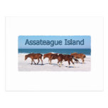 Assateague Island (ponies on beach logo) Postcard