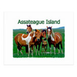 Assateague Island (pony family) Postcards