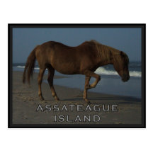 Assateague Wild Horses 1 Postcard