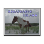 Assateague Wild Horses 2 Postcard