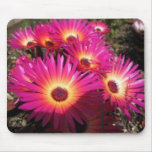 aster 4 mousepads