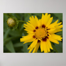 Aster and bud print