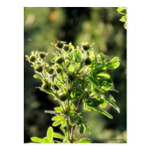 Aster Buds Postcard