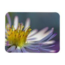 Aster Flower Magnet
