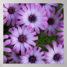 Aster Flower Print