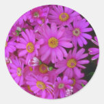 Aster Flowers Stickers
