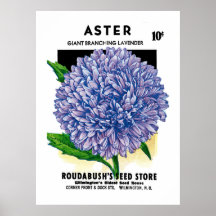 Aster Vintage Seed Packet Print