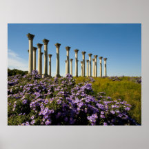 Asters Posters
