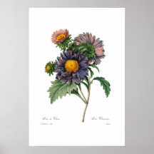 Asters Posters
