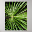 Astral Leaf posters
