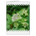 Astrantia Flowers Greeting Card