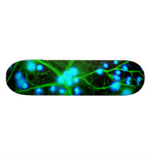 Astrocyte Are Star Shaped Glial Cells in the Brain Skate Board
