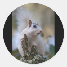 Astronaut Squirrel Round Stickers