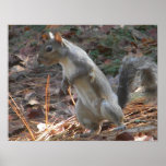 AT- Funny Squirrel Poster